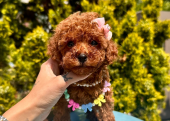 Orijinal toy poodle yavrular